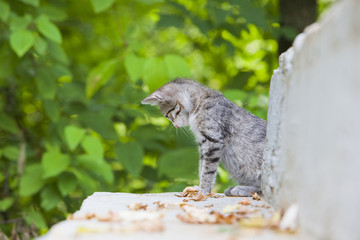 Cute small tricolor kitten sitting on the ground in the forest in  autumn. Pretty kitty in sunny day look at camera. 