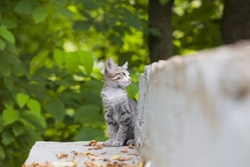 Cute kitten lying on the ground in sunny day. Small stray kitty tricolor close up portrait.