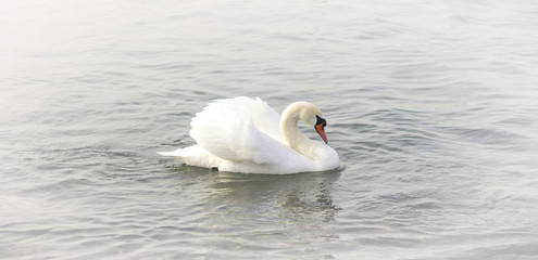 Lonely swan swims in the mist