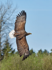 White-tailed eagle (Haliaeetus albicilla)