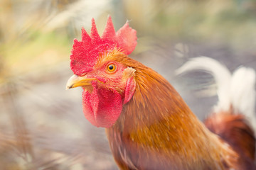 Free range chicken on a farm. Colse up. Warm filter applied.