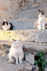 Tris di gatti