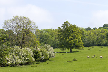 Fototapeta na wymiar Farm on the edge of woods, with wooly sheep grazing on fresh grass, relaxing under oak tree, on a sunny summer day