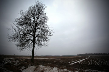  polish winter with  tree and snow