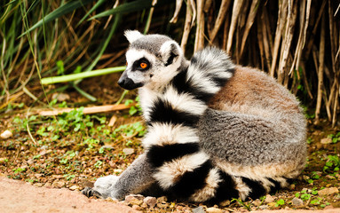 ring tailed lemur isolated