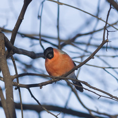 Red-colored Male of Eurasian Bullfinch, Pyrrhula pyrrhula, close-up portrait on branch with bokeh background, selective focus, shallow DOF
