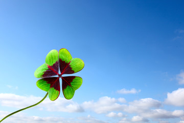 Kleeblatt © Thaut Images