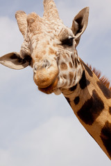 Curiosity of a giraffe © Donna