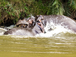 A Pair Of Hippopotami Fighting For The Right To Mate