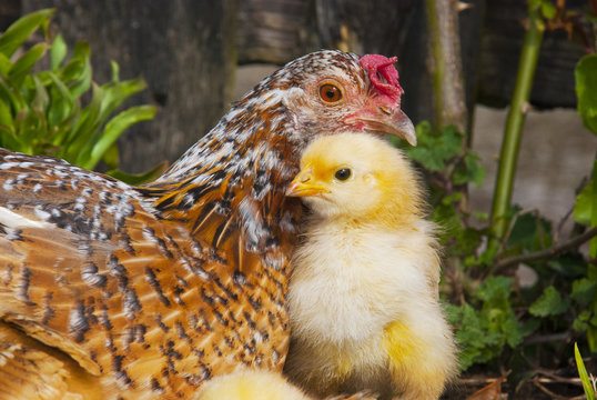 Mam&aacute; gallina con su pollito