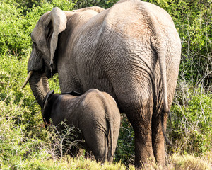 Adult Elephant And Calf Feeding