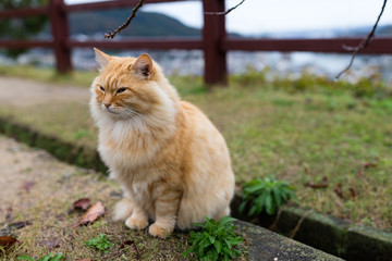 Naklejka na ściany i meble Adorable cat sitting at park