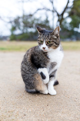 Lovely cat hand picking up