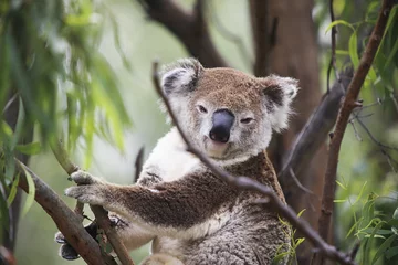Papier Peint photo autocollant Koala Koala in a tree