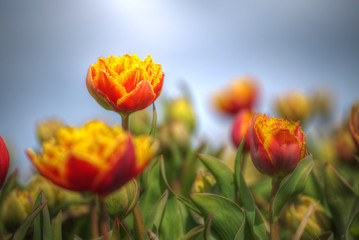 Obraz premium yellow-red field of tulips