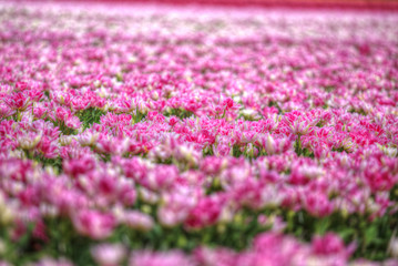 Obraz premium Beautiful bouquet of pink Tulips