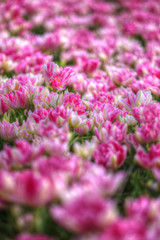 Beautiful bouquet of pink Tulips