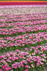 Obraz premium Beautiful bouquet of pink Tulips