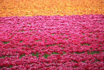 Fototapeta na wymiar yellow-red field of tulips