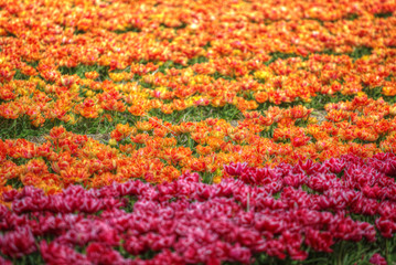 Fototapeta na wymiar yellow-red field of tulips
