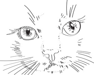 cat - drawing on tablet