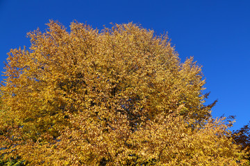 Colorful Foliage in Autumn Time