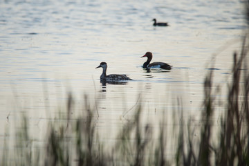 Pair of ducks on a lake in early autumn