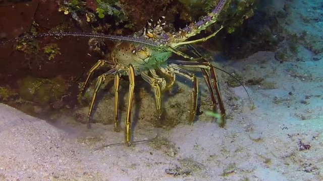 Spiny Lobster Walking Around the Sea Floor