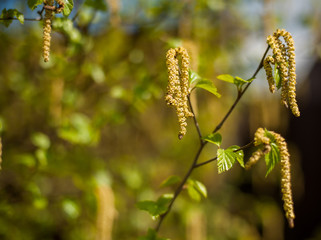 silver birch seeds