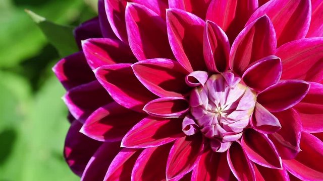 Dahlia "Purple Pearl". Its distinctive blooms are deep maroon in color edged in white.  Decorative dahlias group, produce large, fully double flowers. Closeup, macro. 
