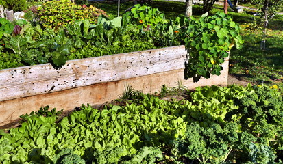 Raised garden bed full of vegetables