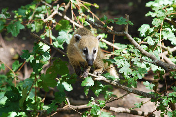 Obraz premium coati [genus Nasua]