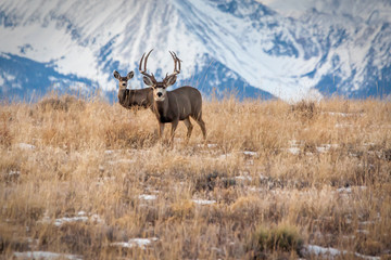 Deer buck in mountain scene