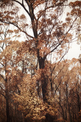 bush fires consequences