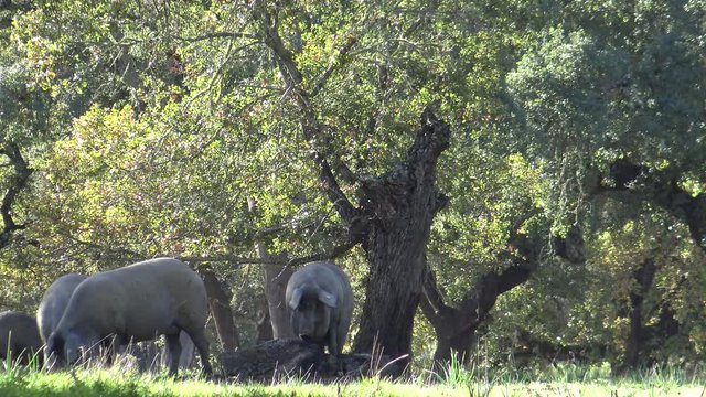 4K Black Iberian Pigs To Pass Through The Oak Trees in the Dehesa of Extremadura, Spain. Spanish Hogs Eating Acorn a good day of winter with Sun's Rays in the field.-Dan