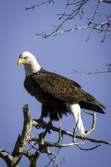 Bald Eagle in Colorado