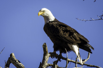 Bald Eagle on branch