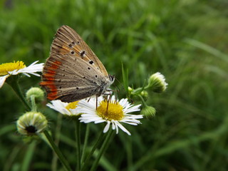 Obraz premium ベニシジミ orange butterfly