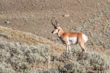 Naklejka na ściany i meble Antelope buck in Lamar Valley, Yellowstone National Park