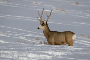 Deer in deep snow