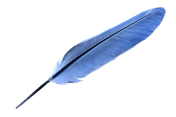 Single bird feather in blue isolated on a white background