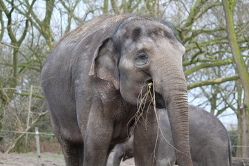 eating elephant