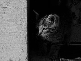 Kot © Patrycja Przybylska