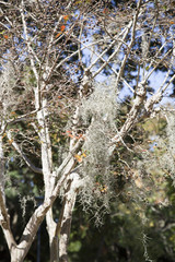 Spanish Moss