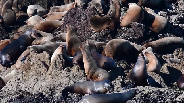 California sea lion colony