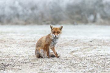 Fototapeta premium Red fox standing in a winter setting with snow 
