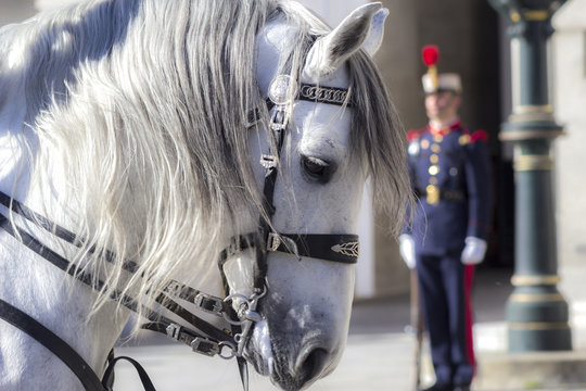 Caballo de la guardia Real Espa&ntilde;ola