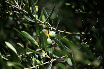 Organic olive tree in Hvar, Croatia