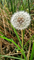 A Dandelion in the wnd