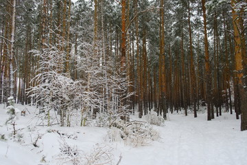 лесной зимний пейзаж